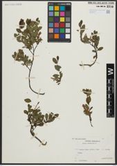 Foto von Salix arbuscula L.